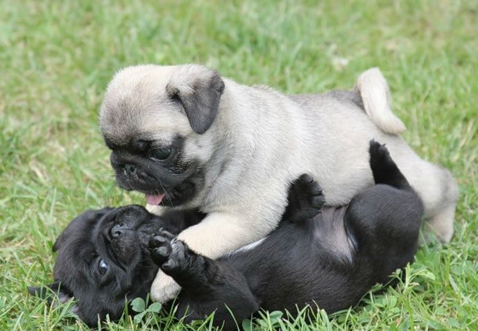 high quality pug pups ready for a new home.
