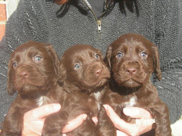 Cool-Cocker spaniel puppies