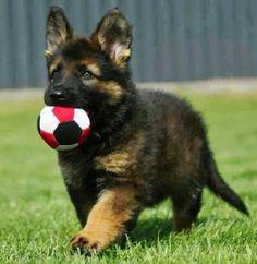 German Shepard Puppies Available for Free Adoption