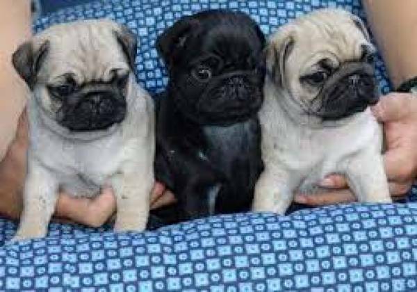 Very neat and healthy pug puppies male and female available for Sale 
