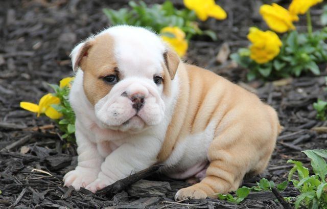  adorable English bulldog puppies for sale