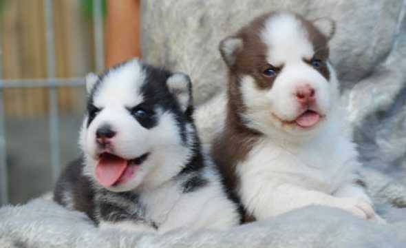 Straight up Blue Eyes Siberian Husky Puppies For Sale