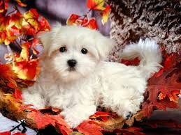 X-MAS Teacup Maltese Puppies for Adoption