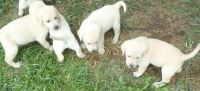 X-MAS Male and Female Labrador Retriever pupies cantact now