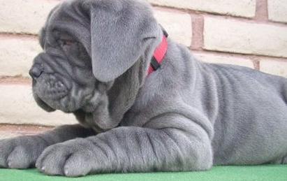 Each Neapolitan Mastiff Puppies