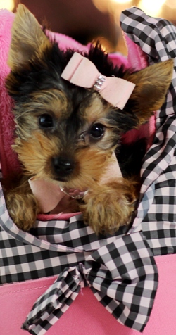 X-MAS Each Yorkshire Terrier Puppies