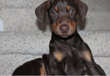 X-MAS male and female doberman Puppies