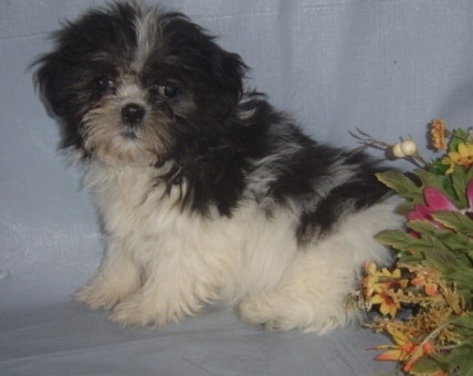 X-MAS male and female shih tzu Puppies