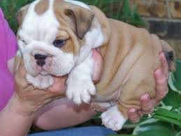 X-MAS male and female English Bulldog  Puppies