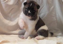 X-MAS male and female Akita Malamute  Puppies