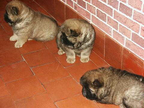 X-MAS male and female Chow Chow  Puppies