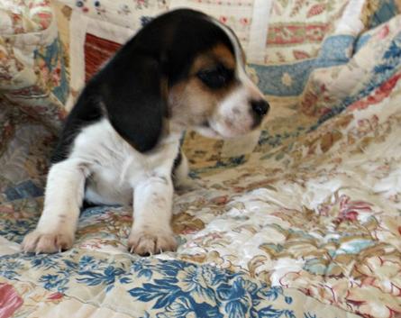 X-MAS male and female Beagle  Puppies