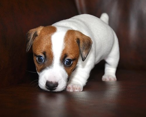 X-MAS male and female Jack russel   Puppies