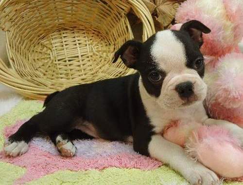 X-MAS male and female boston tiere  Puppies