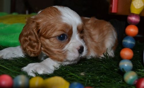 X-MAS male and female calvaria king  Puppies