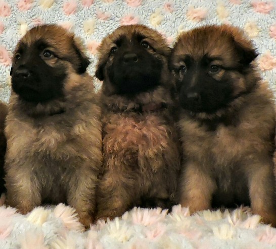 Registered German Shepherd Puppies