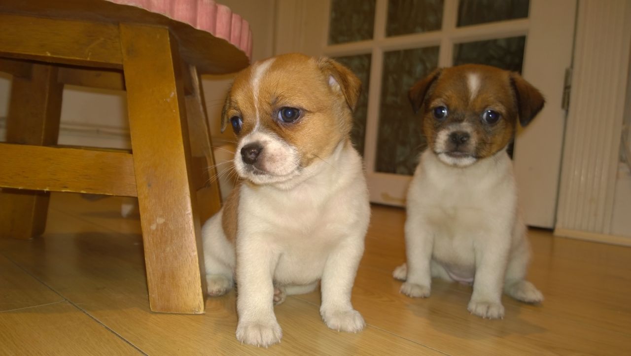 Kids love Jack Russell puppies