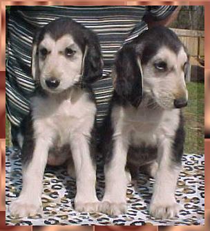 Afghan Hound Puppies 