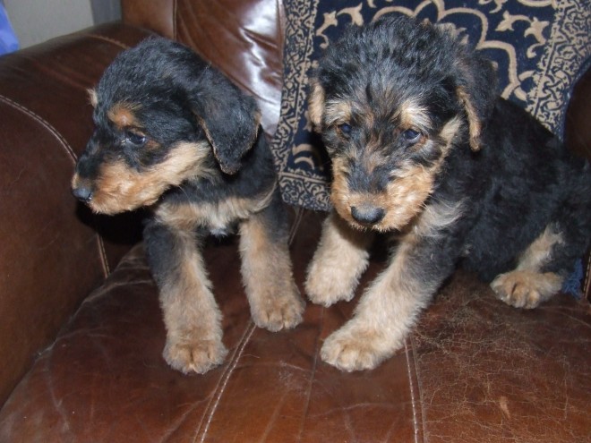 Airedale Terrier puppies