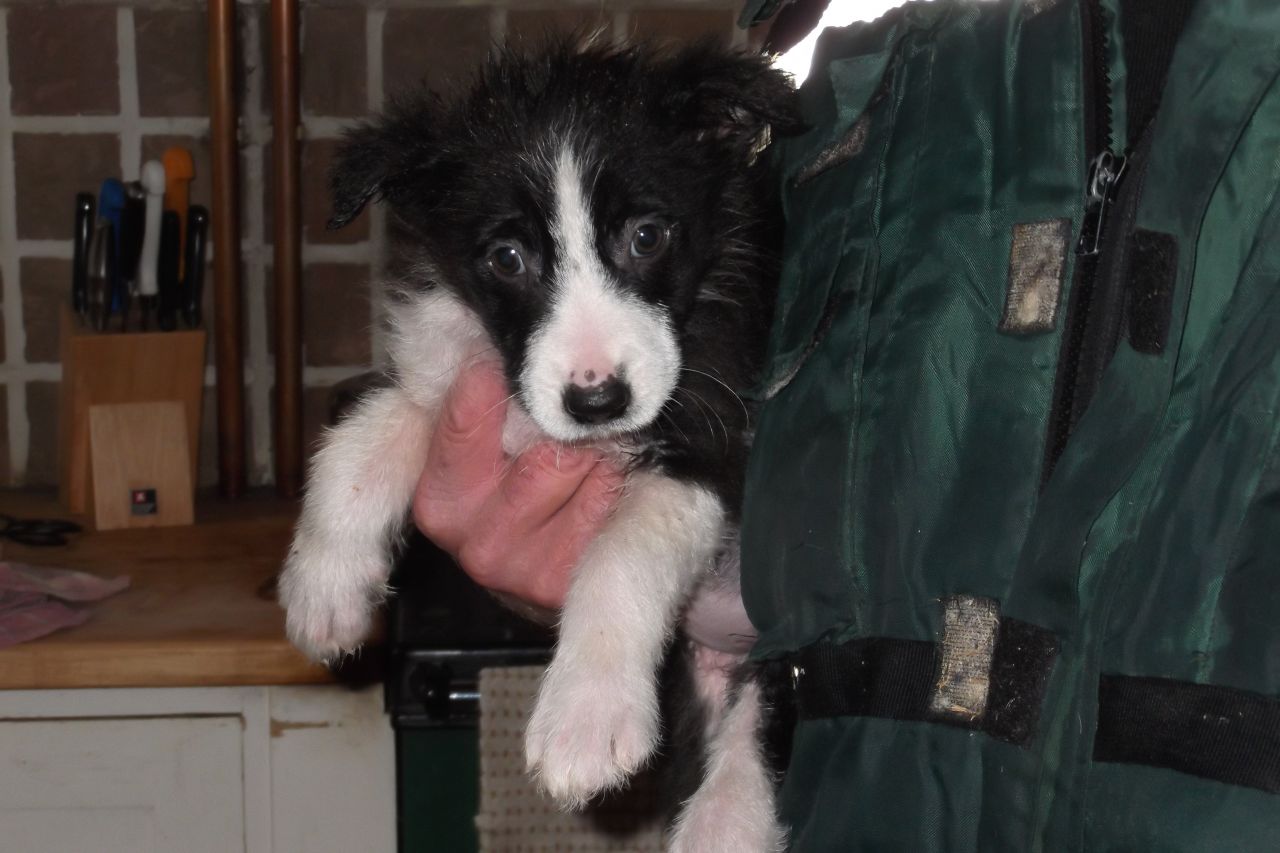 uper Cute and magnificent (X-MAS) Border Collie puppies Available 