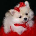 Purebred Pomeranian  Puppies For Sale