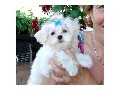  female Maltese available for adoption.