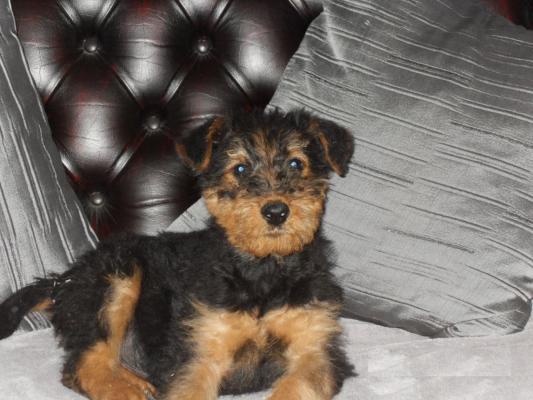 Amazing Airedale Terrier puppies