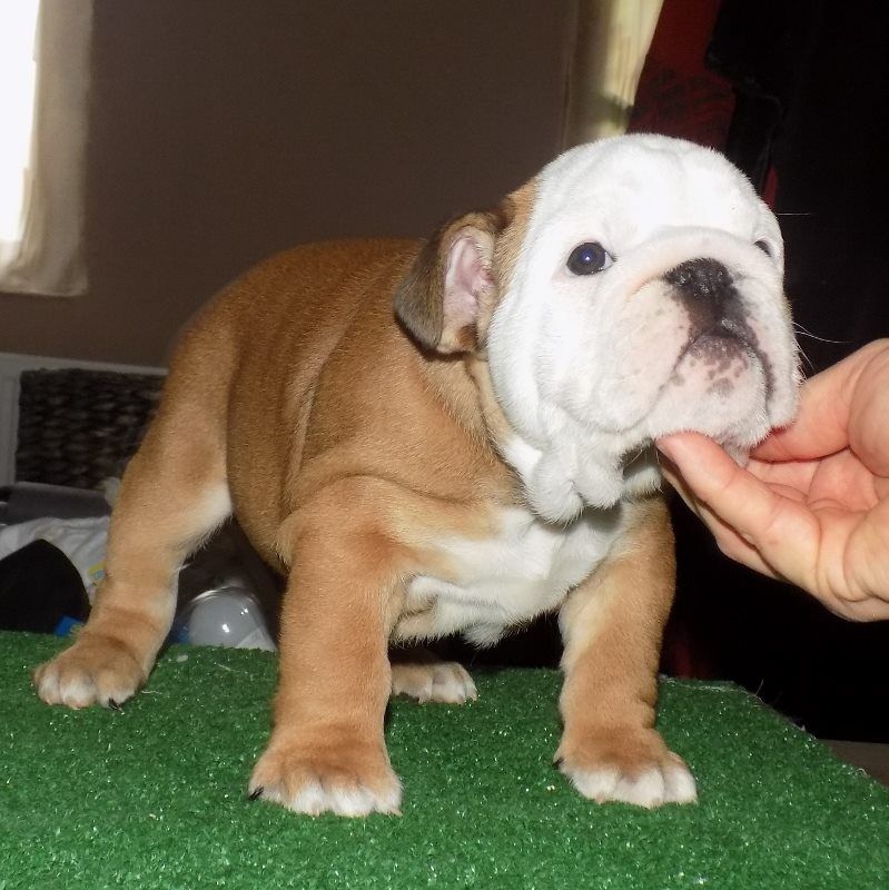 Adorable English bulldog puppies are available . 