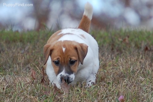 Male And Female Jack Russel Puppies Available