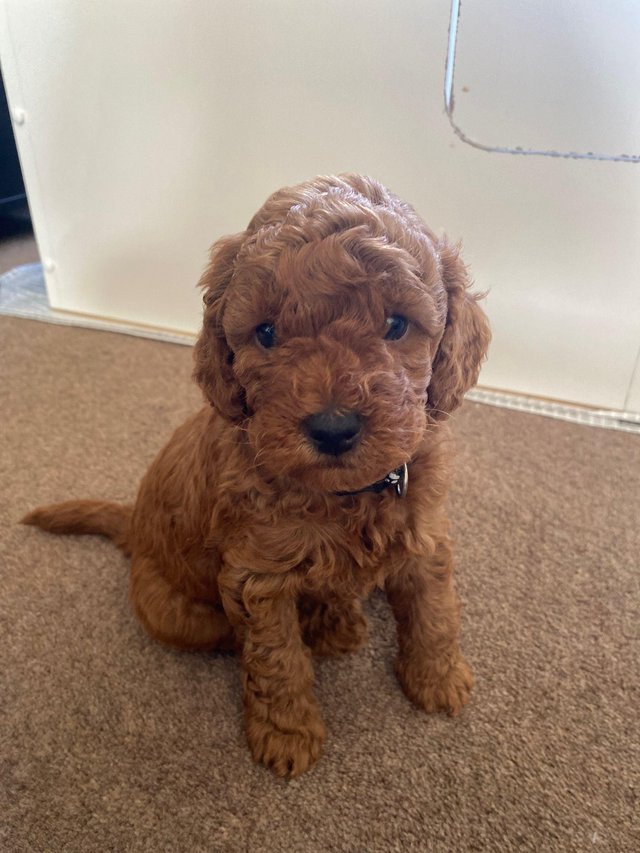 4 boys - miniature red poodle puppies
<br>Mum is our beautiful red miniature poodle, Dad is a stunning red poodle who is fully health tested.
<br>Puppies are being brought up in our family home with young children
<br>They will be fully weaned and toilet trained using their puppy pads.
<br>Puppies will be vaccinated, health tested, micro chipped, wormed, insured for 4 weeks and will come with a puppy pack with all information needed as well as a blanket with Mum\′s scent, food and a toy.