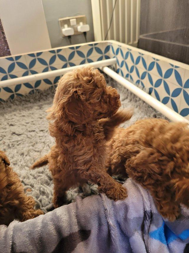 Home bred mini x toy poodle puppies from health tested lines. All clear. These puppies are being brought up with the very best of care. Reared in my family home puppies will be well socialised, vet checked, 1st vaccine given, microchipped and wormed up to date before they leave. Non moulting breed. I own both kc reg mum and dad
<br>and are here to see. For more info, please call or text. Ready to leave from the 4th March.