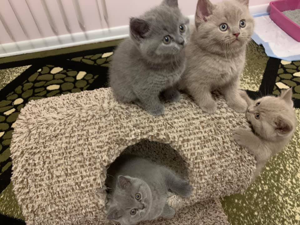 Our kittens are now ready to join their new and forever homes. They are 12weeks old , vet checked and all shots are up to date. Message us for more info and pics if interested. Email us for more inquiries and pics falamaharvey09@gmail.com