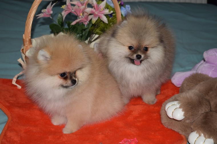 Beautiful K.c Reg Parti Pomeranian