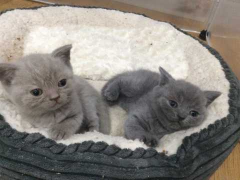 Pedigree British Shorthair