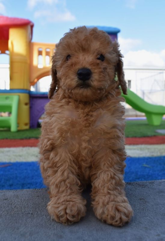 Here’s a beautiful litter of poodles available and ready to go.
<br>They will come vet checked
<br>First shot
<br>Dewormed
<br>TLC puppy starter pack
<br>Delivery available
<br>I can send videos pictures.