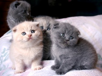 Standard Scottish Fold Munchkin Cats foradoption