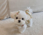 Lookin to rehome boy and girl Maltese