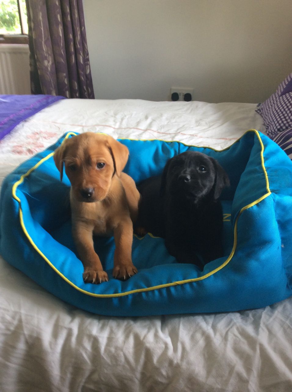 Stunning Chunky Golden Labradors