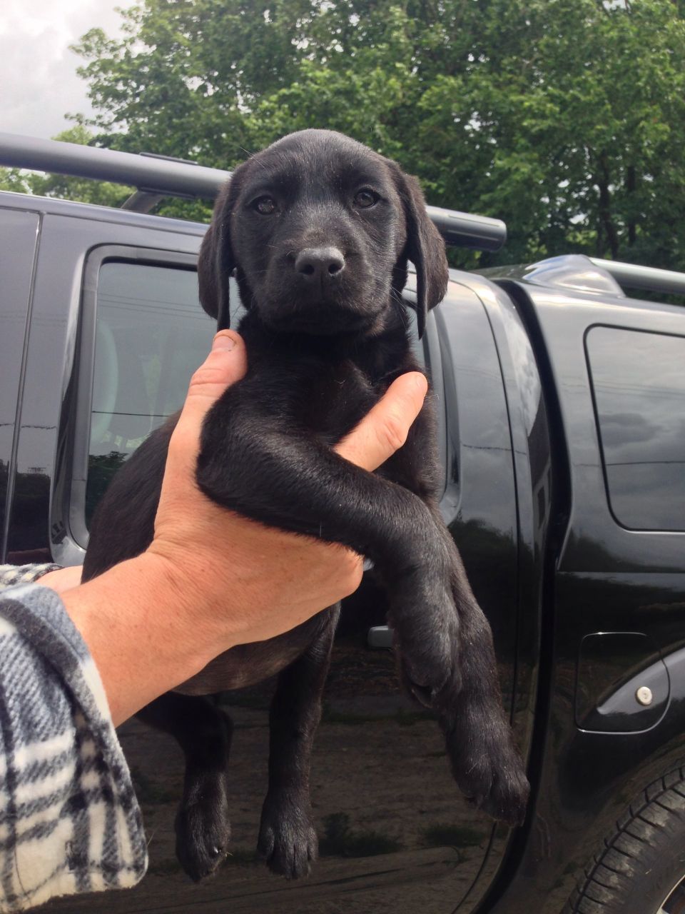 Cute Labrador retriever Puppies Available