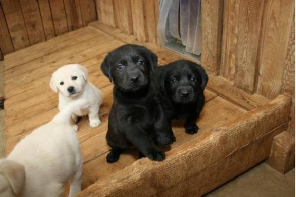 Home Trained Labrador Retriever Puppies