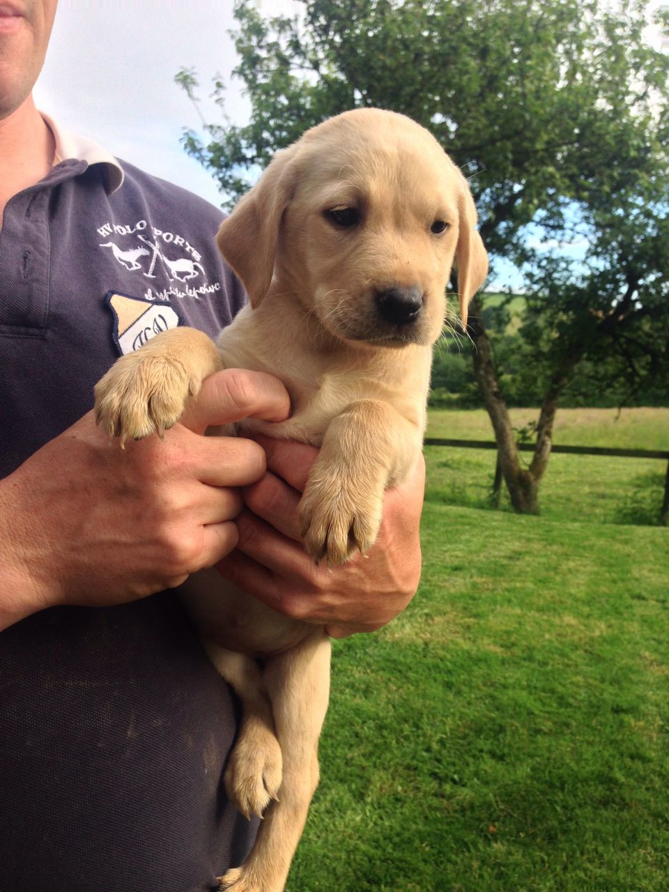 Labrador Retriever Pups for Sale