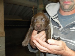 Male Chocolate Labrador