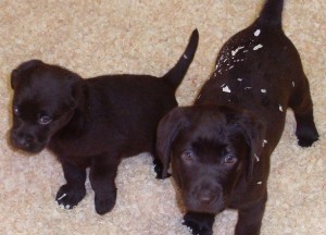 Chocolate Labrador Puppies