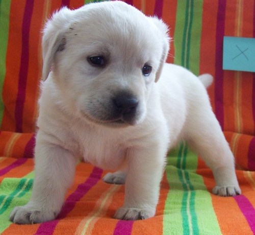 Yellow Labrador Retriever Puppies for Adoption