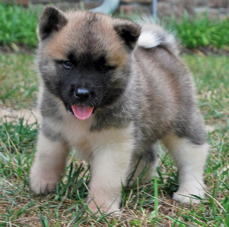 SMART FREE JPANESE AKITA PUPPIES