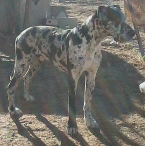 AKC Harlequin Great Dane For Stud 