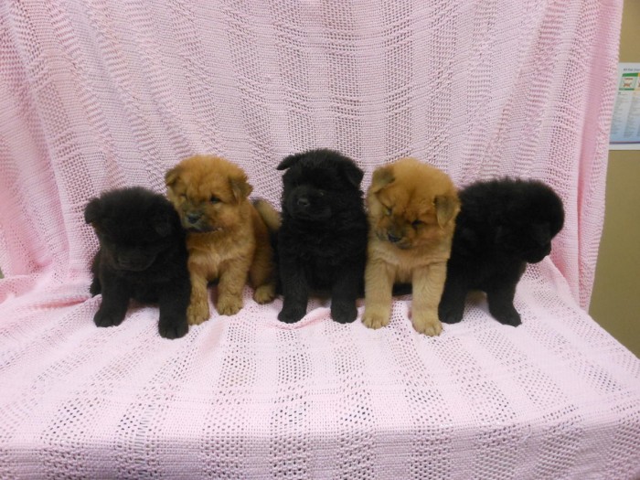 Very Playful Chow Chow Pups For Sale