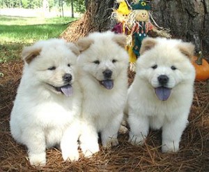 Well trained chow chow puppies for adoption