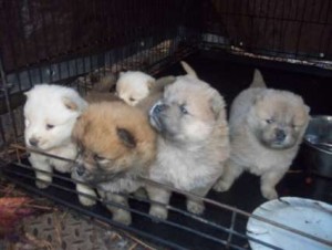 Chow Chow Puppies Available for Adoption