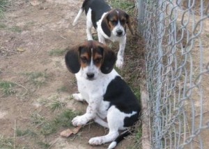 Inicio Bred Beagles cachorros